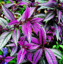 Load image into Gallery viewer, **PERSIAN SHIELD**Strobilanthes Dyerianus Starter Plant*
