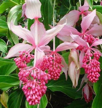 Load image into Gallery viewer, Royal CHANDALIER Magnifica Medinilla Plant~Live Well Rooted STARTER Plant~RARE
