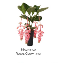 Load image into Gallery viewer, Royal GLOW Magnifica Medinilla Plant~Live Well Rooted STARTER Plant~ VERY RARE
