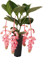 Load image into Gallery viewer, Royal GLOW Magnifica Medinilla Plant~Live Well Rooted STARTER Plant~ VERY RARE
