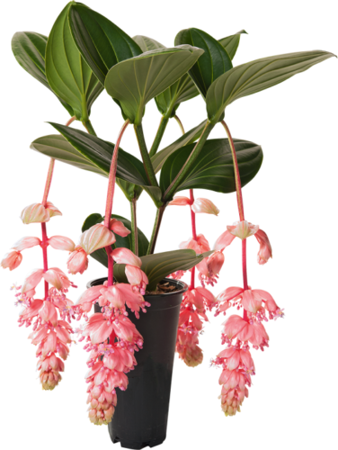 Royal GLOW Magnifica Medinilla Plant~Live Well Rooted STARTER Plant~ VERY RARE