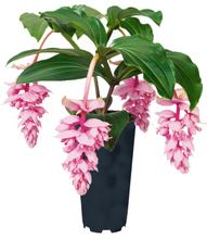 Load image into Gallery viewer, Royal ZENZ Magnifica Medinilla Plant~Live Well Rooted STARTER Plant~ VERY RARE
