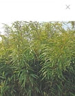 Load image into Gallery viewer, Rufa Bamboo-fargesia dracocephala-Rooted Plant-Non Invasive-Cold Hardy-18-24”

