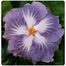 Load image into Gallery viewer, BLACKBERRY JAM-SMALL Rooted Exotic Tropical Hibiscus STARTER Plant
