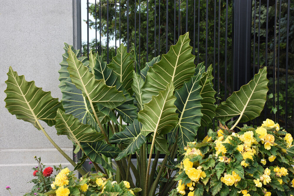 **SARIAN**Elephant Ear**Alocasia**Rooted Starter Plants*