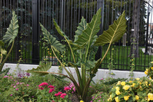 Load image into Gallery viewer, **SARIAN**Elephant Ear**Alocasia**Rooted Starter Plants*
