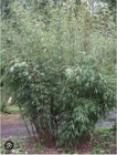 Load image into Gallery viewer, Scabrida Bamboo-fargesia-Rooted Plant-Clumping Non-Invasive-Cold Hardy-18-24”
