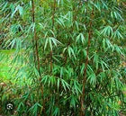 Load image into Gallery viewer, Scabrida Bamboo-fargesia-Rooted Plant-Clumping Non-Invasive-Cold Hardy-18-24”
