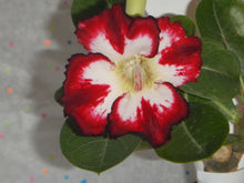 Load image into Gallery viewer, SCARLET PEARL Adenium Obesum Grafted Plant &quot;Desert Rose Plant&quot;
