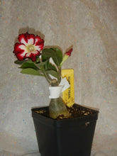 Load image into Gallery viewer, SCARLET PEARL Adenium Obesum Grafted Plant &quot;Desert Rose Plant&quot;
