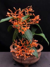 Load image into Gallery viewer, ~~SCORTECHINI MEDINILLAI~~Small Well Rooted STARTER Plant~~EXTREMELY RARE~VHTF~~
