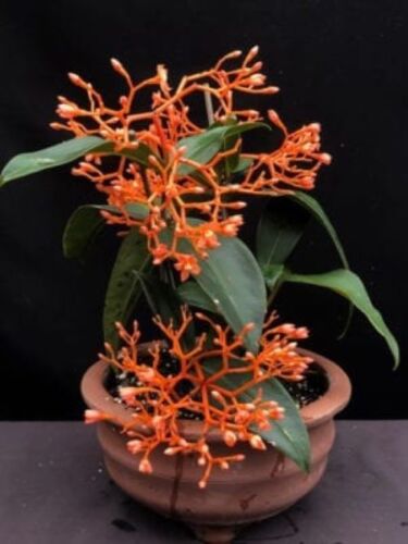 ~~SCORTECHINI MEDINILLAI~~Small Well Rooted STARTER Plant~~EXTREMELY RARE~VHTF~~