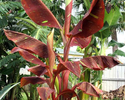 ~SIAM RUBY~Variegated Ornamental Banana SMALL ROOTED STARTER PLANT~VERY RARE~HTF