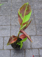 Load image into Gallery viewer, ~SIAM RUBY~Variegated Ornamental Banana SMALL ROOTED STARTER PLANT~VERY RARE~HTF
