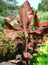 Load image into Gallery viewer, ~SIAM RUBY~Variegated Ornamental Banana SMALL ROOTED STARTER PLANT~VERY RARE~HTF
