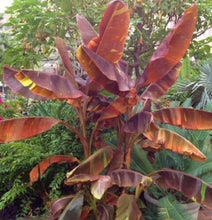 Load image into Gallery viewer, ~SIAM RUBY~Variegated Ornamental Banana SMALL ROOTED STARTER PLANT~VERY RARE~HTF
