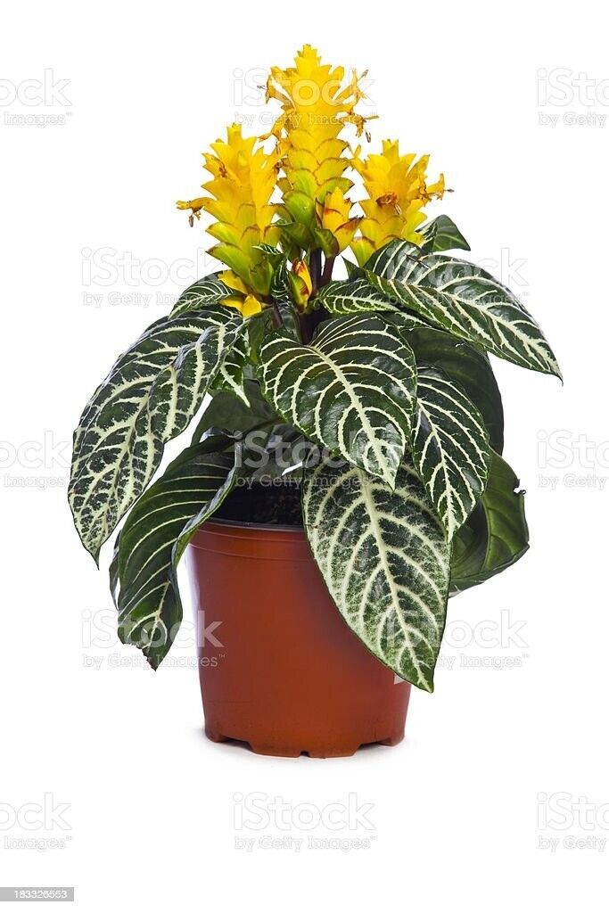Snow White Zebra Aphelandra squarrosa Dania Plant~Well Rooted Starter Plant