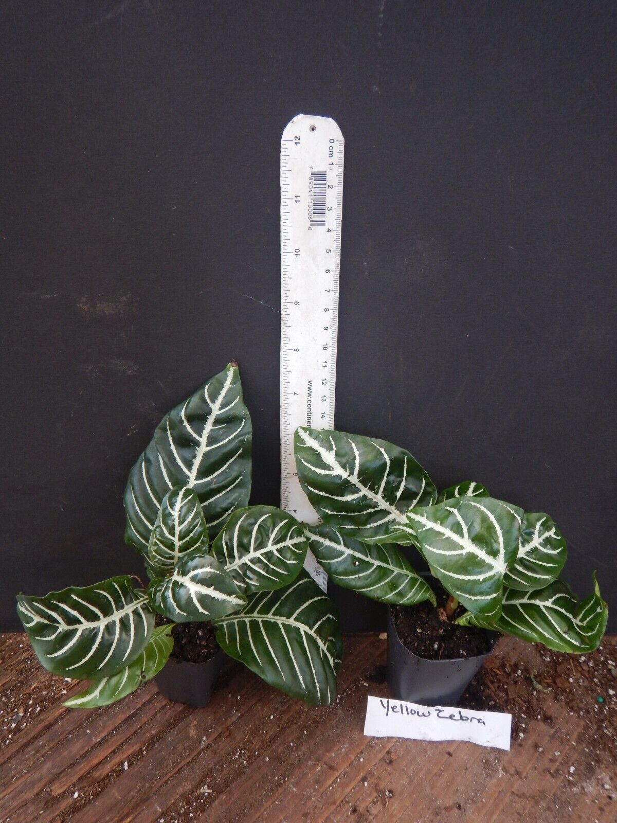 zebra leaf indoor plant Snow White Zebra Aphelandra squarrosa Dania Plant~Well Rooted Starter – Hope's Flower Garden