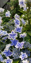 Load image into Gallery viewer, **STAR GAZER**Hydrangea Rooted Starter Plant*
