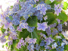 Load image into Gallery viewer, **STAR GAZER**Hydrangea Rooted Starter Plant*
