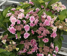 Load image into Gallery viewer, **STAR GAZER**Hydrangea Rooted Starter Plant*
