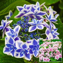 Load image into Gallery viewer, **STAR GAZER**Hydrangea Rooted Starter Plant*
