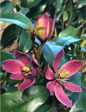 Load image into Gallery viewer, Stellar Ruby~Magnolia figo Hybrid Tree~STARTER PLAN~Ruby Colored Banana Scented Blooms! Approximately 12” to 16” Tall
