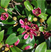 Load image into Gallery viewer, Stellar Ruby~Magnolia figo Hybrid Tree~STARTER PLAN~Ruby Colored Banana Scented Blooms! Approximately 12” to 16” Tall
