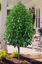 Load image into Gallery viewer, Stellar Ruby~Magnolia figo Hybrid Tree~STARTER PLAN~Ruby Colored Banana Scented Blooms! Approximately 12” to 16” Tall
