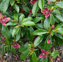 Load image into Gallery viewer, Stellar Ruby~Magnolia figo Hybrid Tree~STARTER PLAN~Ruby Colored Banana Scented Blooms! Approximately 12” to 16” Tall
