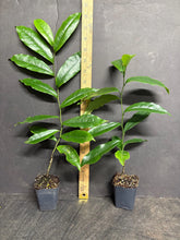 Load image into Gallery viewer, Stellar Ruby~Magnolia figo Hybrid Tree~STARTER PLAN~Ruby Colored Banana Scented Blooms! Approximately 12” to 16” Tall
