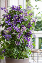 Load image into Gallery viewer, ~~TAIGA~~ CLEMATIS~~Well Rooted Starter Plant~~The Queen of Vines~~USA SELLER~~
