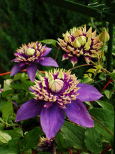 Load image into Gallery viewer, ~~TAIGA~~ CLEMATIS~~Well Rooted Starter Plant~~The Queen of Vines~~USA SELLER~~
