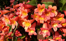 Load image into Gallery viewer, BIGNONIA &quot;TANGERINE BEAUTY&quot; CROSSVINE*Rooted Starter Plant**ATTRACTS BUTTERFLIES
