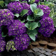 Load image into Gallery viewer, **VIOLET CROWN**Hydrangea Rooted Starter Plant*
