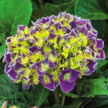 Load image into Gallery viewer, **VIOLET CROWN**Hydrangea Rooted Starter Plant*
