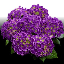 Load image into Gallery viewer, **VIOLET CROWN**Hydrangea Rooted Starter Plant*
