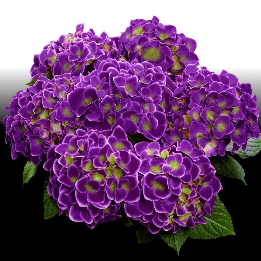 **VIOLET CROWN**Hydrangea Rooted Starter Plant*