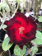 Load image into Gallery viewer, VULCANUS NX-Grafted Adenium Obesum Desert Rose STARTER Plant
