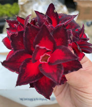 Load image into Gallery viewer, VULCANUS NX-Grafted Adenium Obesum Desert Rose STARTER Plant
