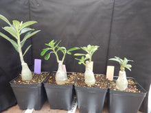 Load image into Gallery viewer, Adenium Obesum Grafted Plant &quot;GOOD LUCK&quot; Desert Rose Plant *USA Seller*
