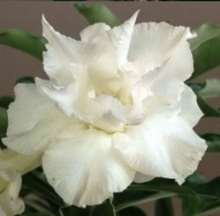 Load image into Gallery viewer, Adenium Obesum Grafted Plant &quot;WHITE BLAZE&quot; Desert Rose Plant *USA SELLER*
