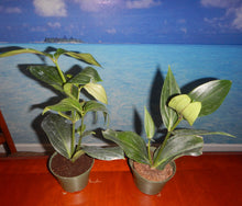 Load image into Gallery viewer, Royal Intenz Magnifica Medinilla Plant~Live Well Rooted STARTER Plant~ VERY RARE
