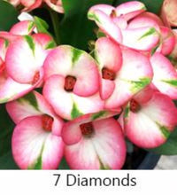 Load image into Gallery viewer, ~~7 DIAMONDS~~Crown Of Thorns-Euphorbia Milii~~CHRIST PLANT~~STARTER PLANT

