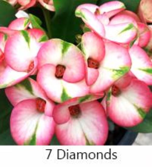 ~~7 DIAMONDS~~Crown Of Thorns-Euphorbia Milii~~CHRIST PLANT~~STARTER PLANT