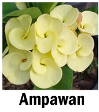 Load image into Gallery viewer, ~~AMPAWAN YELLOW~~Crown Of Thorns-Euphorbia Milii~~CHRIST PLANT~~STARTER PLANT
