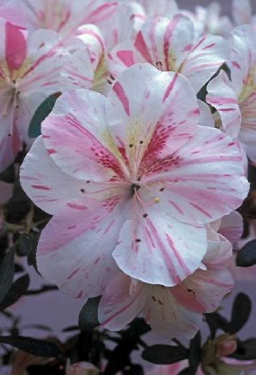 ~AMY~~Azalea Rhododendron Deciduous Starter Plant~~WHITE WITH PINK STRIPES!!!