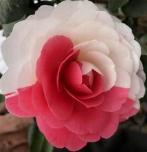 Load image into Gallery viewer, ***APRIL DAWN*** Bicolor Bloom Camellia Japonica-Live Starter Plant
