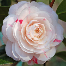 Load image into Gallery viewer, ***APRIL DAWN*** Bicolor Bloom Camellia Japonica-Live Starter Plant
