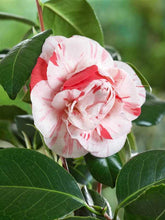 Load image into Gallery viewer, ***APRIL DAWN*** Bicolor Bloom Camellia Japonica-Live Starter Plant
